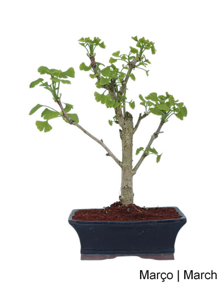 Ginkgo Biloba Bonsai di 9 anni