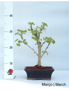 Ginkgo Biloba Bonsai von 9 Jahren 2