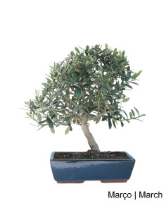 Olivier Bonsai de 17 ans