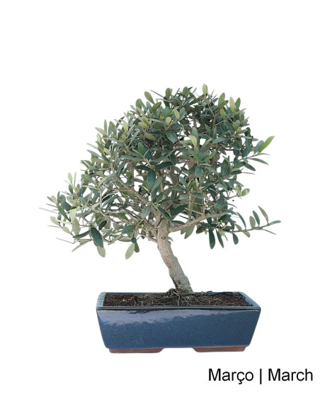 Oliveira Bonsai de 17 anos