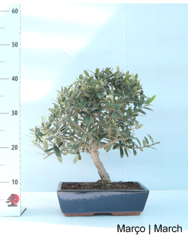 Oliveira Bonsai de 17 años