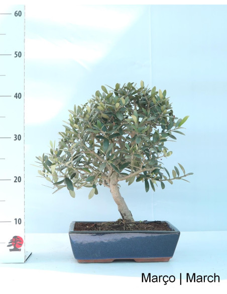 Oliveira Bonsai de 17 años