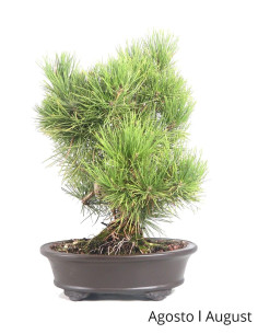 Pinheiro Thunbergii Bonsai di 31 anni