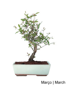 Zwerg-Granatapfelbaum (Nana) Bonsai von 12 Jahren