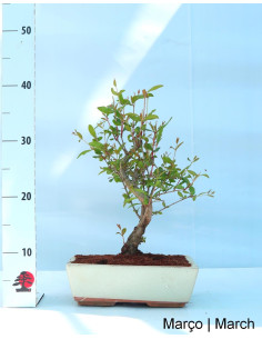 Melograno Nano (Nana) Bonsai di 12 Anni 2