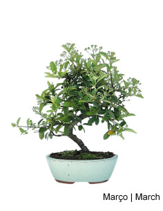 Pyracantha Bonsai di 9 Anni