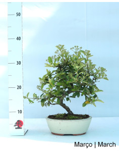 Pyracantha Bonsai di 9 Anni 2