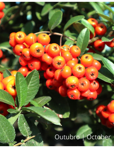 Pyracantha Bonsai di 9 Anni