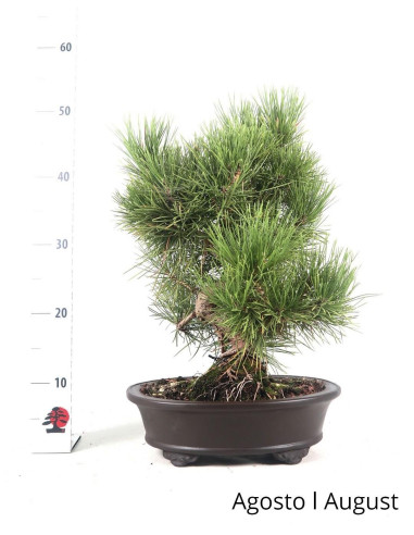 Pinheiro Thunbergii Bonsai de 31 ans