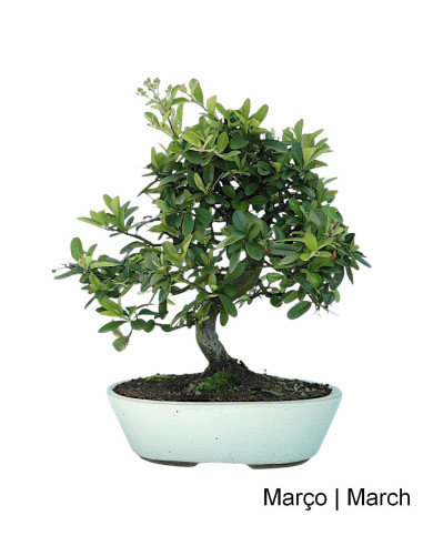 Pyracantha Bonsai de 12 Anos