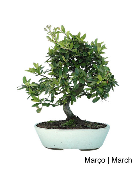 Pyracantha Bonsai di 12 Anni