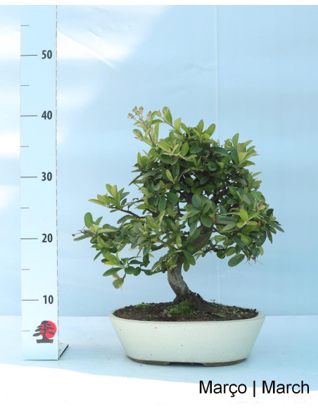 Pyracantha Bonsai de 12 Anos