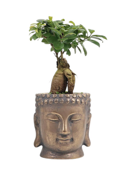 Ficus Ginseng 12 cm - Vaso Buddha Gold