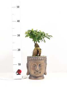 Ficus Ginseng 12 cm - Vaso Buddha Gold 2