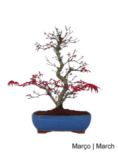 Acer Palmatum Deshojo Bonsai von 30 Jahren