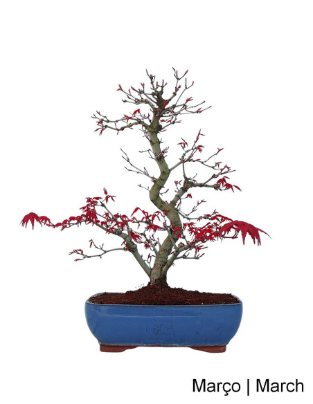 Acer Palmatum Deshojo Bonsai di 30 anni