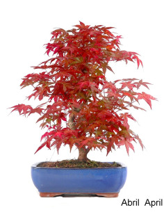 Acer Palmatum Deshojo Bonsai von 30 Jahren 2