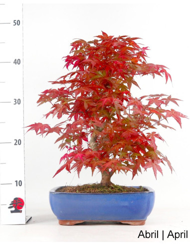 Acer Palmatum Deshojo Bonsai von 30 Jahren