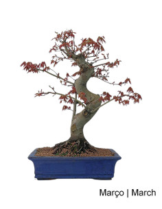 35 Jahre alter Acer Palmatum SPP Bonsai