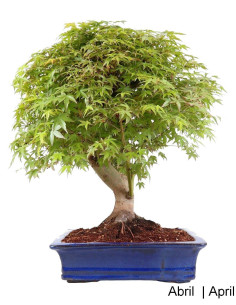 35 Jahre alter Acer Palmatum SPP Bonsai 2
