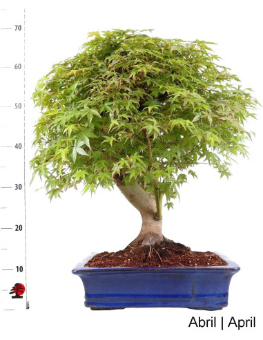 Acer Palmatum SPP Bonsai de 35 anos