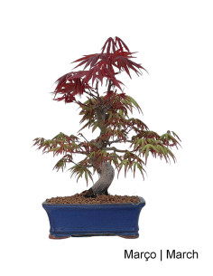 Acer Palmatum Atropurpureum Bonsai di 23 anni