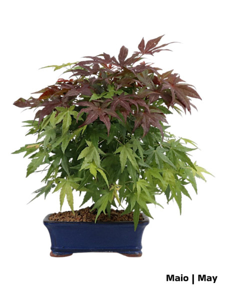 Acer Palmatum Atropurpureum Bonsai of 23 years