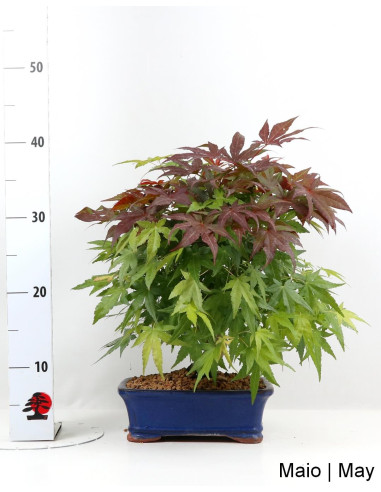 Acer Palmatum Atropurpureum Bonsai of 23 years