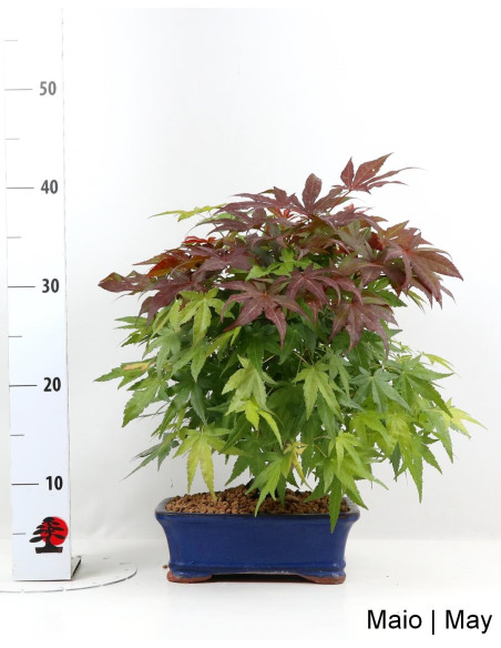 Acer Palmatum Atropurpureum Bonsai of 23 years