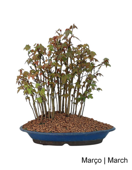 Acer Buergarianum (Tridente) Bonsai de 30 anos