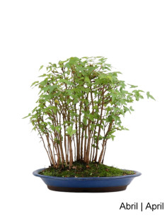 Acer Buergarianum (Trident) Bonsai de 30 ans 2
