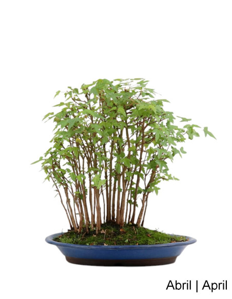 Acer Buergarianum (Tridente) Bonsai de 30 anos
