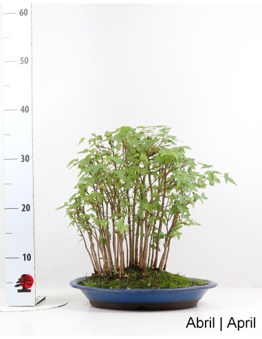 Acer Buergarianum (Tridente) Bonsai de 30 anos