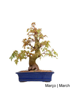 Acer Buergarianum (Dreizack) Bonsai von 37 Jahren