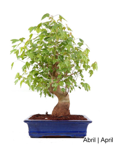 Acer Buergarianum (Trident) Bonsai 37 years old