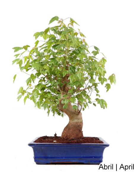 Acer Buergarianum (Tridente) Bonsai de 37 anos