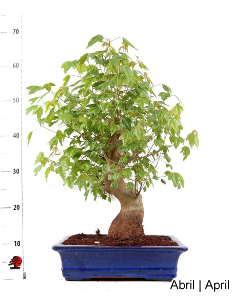 Acer Buergarianum (Tridente) Bonsai de 37 anos