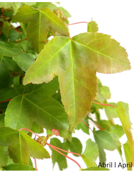 Acer Buergarianum (Tridente) Bonsai de 37 anos
