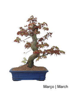 35-year-old Acer Palmatum SPP Bonsai