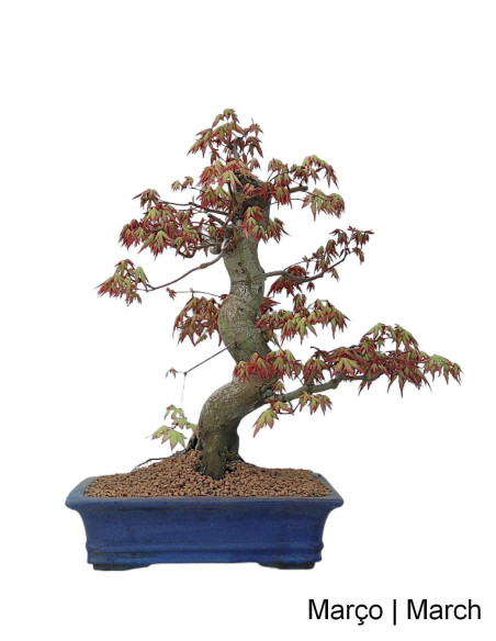 Acer Palmatum SPP Bonsai of 35 years