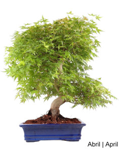 Acer Palmatum SPP Bonsai di 35 anni 2