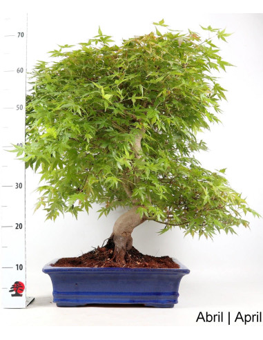 35 Jahre alter Acer Palmatum SPP Bonsai