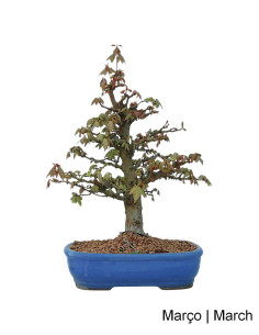 Acer Buergarianum (Tridente) Bonsai di 34 anni