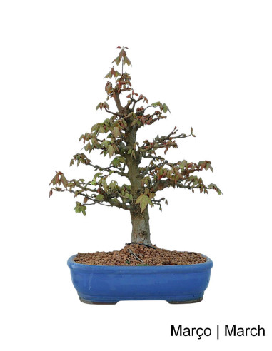 Acer Buergarianum (Dreizack) Bonsai von 34 Jahren