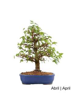 Acer Buergarianum (Tridente) Bonsai di 34 anni 2