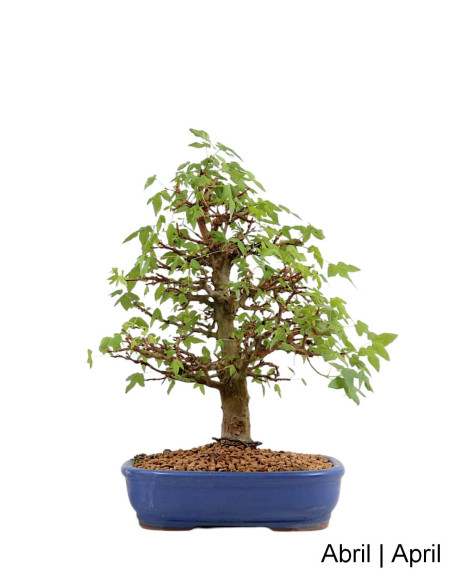Acer Buergarianum (Dreizack) Bonsai von 34 Jahren