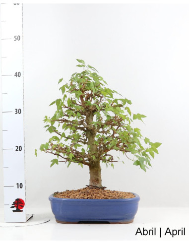 Acer Buergarianum (Trident) Bonsai de 34 ans