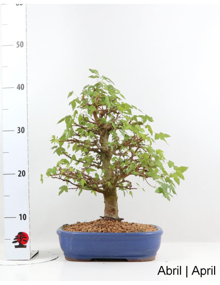 Acer Buergarianum (Trident) Bonsai de 34 ans