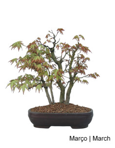 Acer Palmatum Yamamomiji Bonsai von 30 Jahren