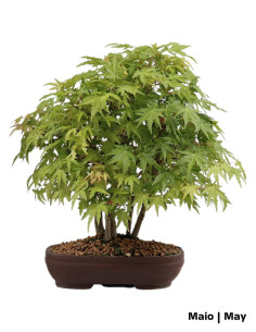 Acer Palmatum Yamamomiji Bonsai de 30 ans 2